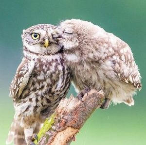 Meet your Posher, Elsa jeanis